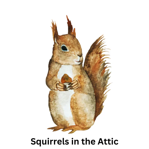 Squirrels in the Attic logo featuring a watercolor-style squirrel holding an acorn.